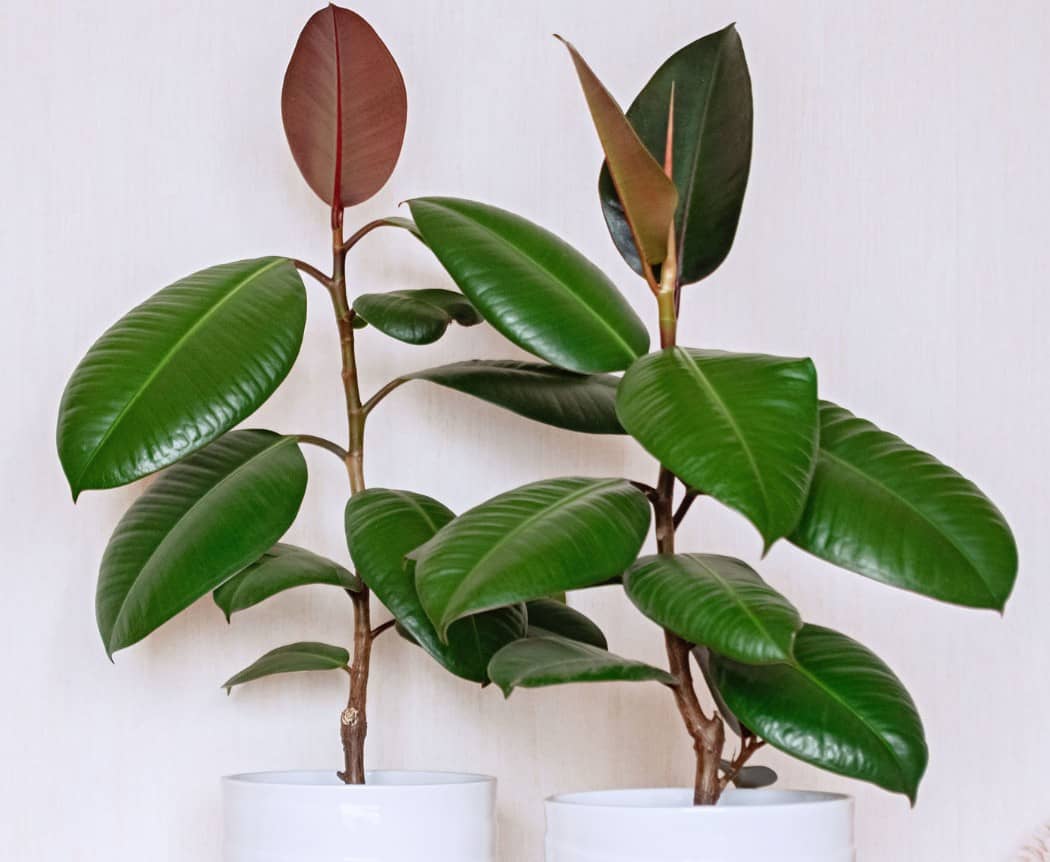 The rubber tree plant requires very little maintenance.