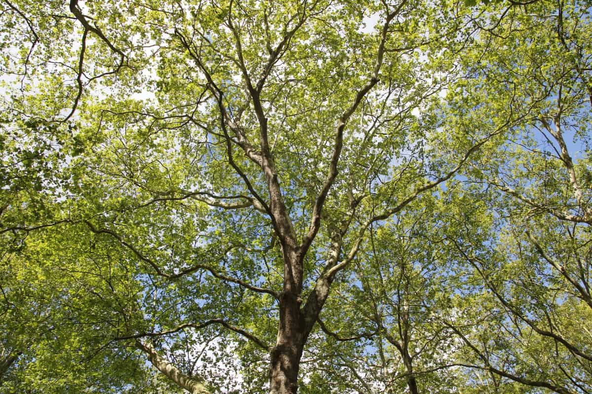 Silver maples have shimmery leaves.