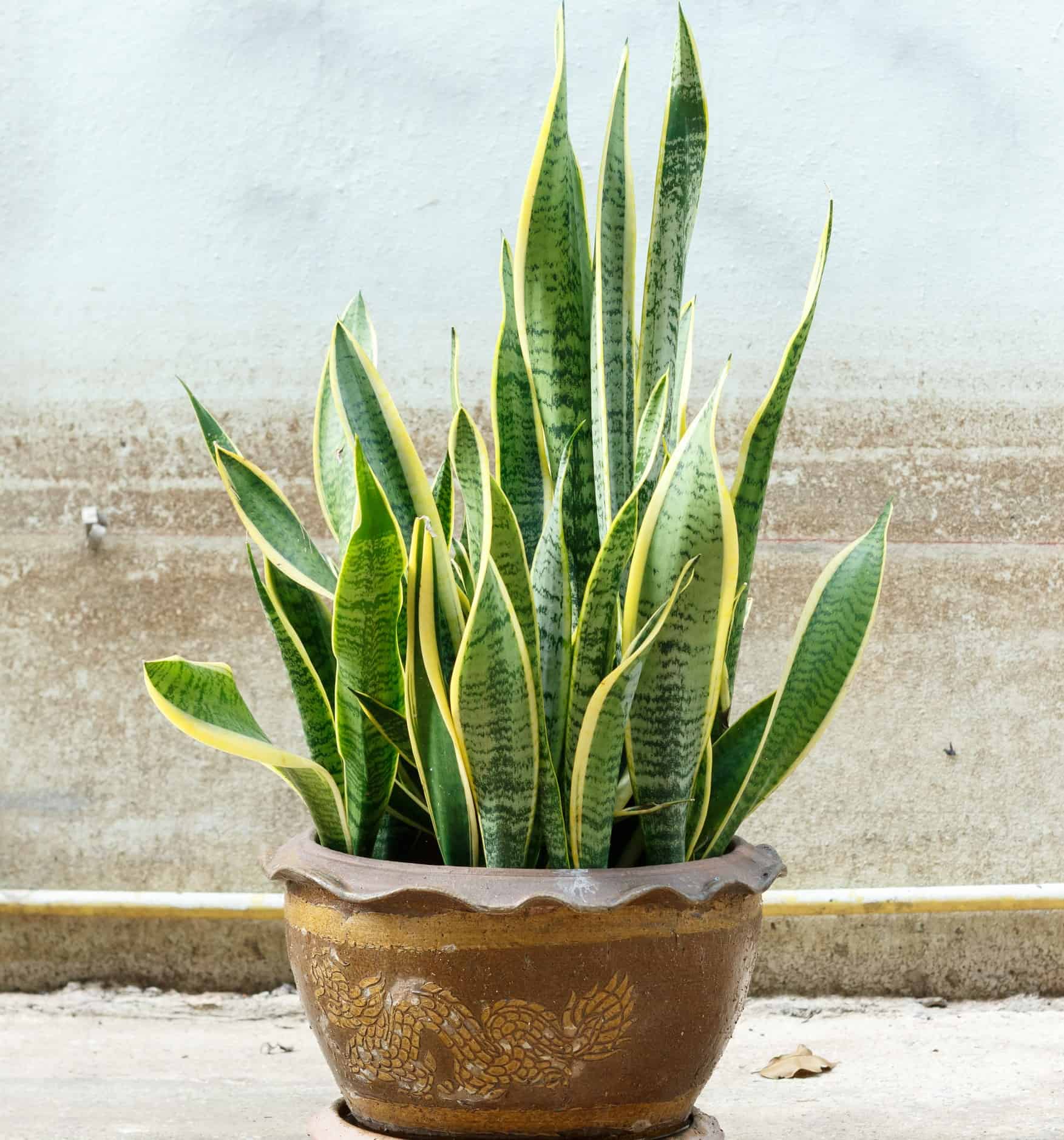 The snake plant has pretty variegated leaves.
