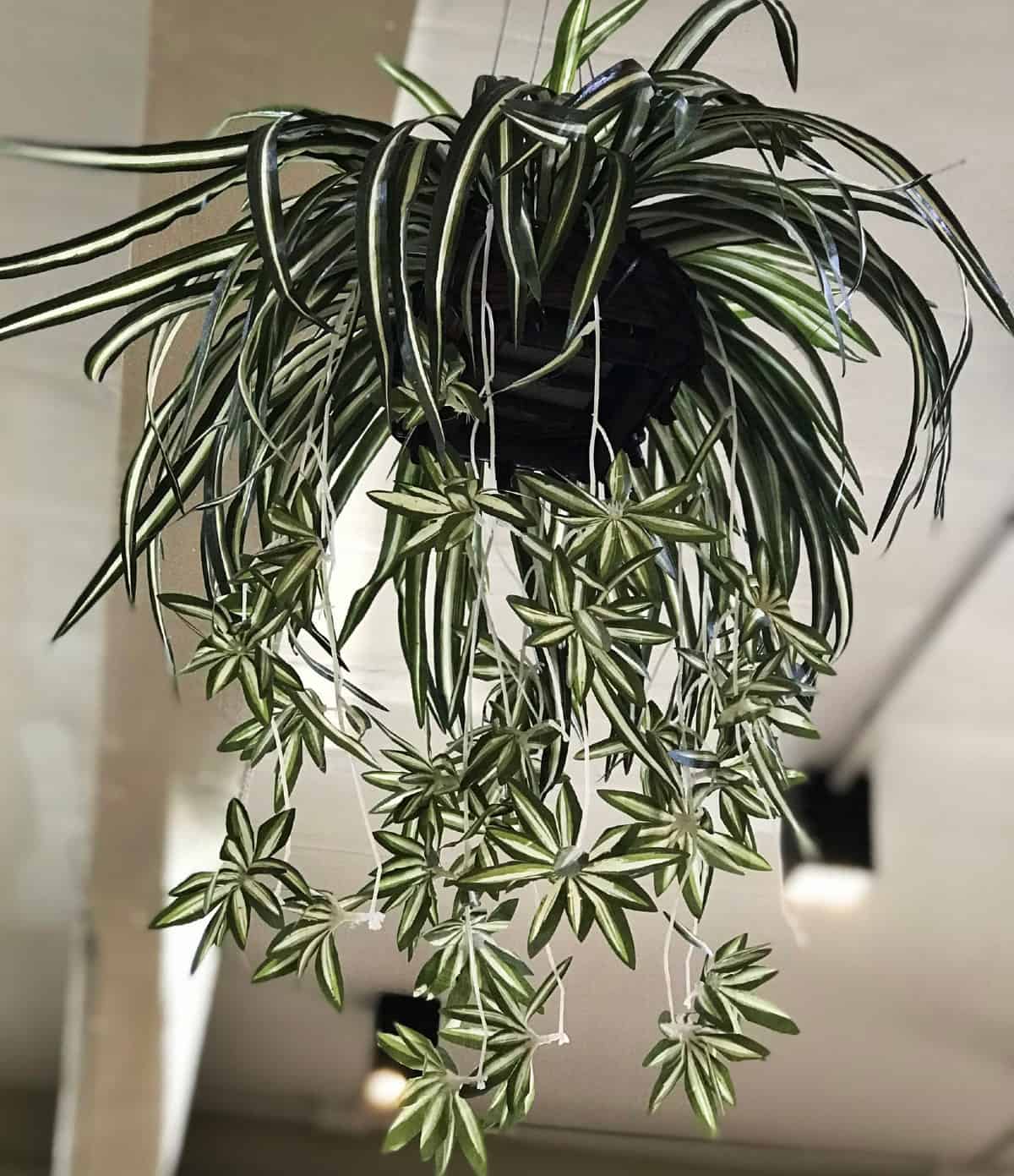 The spider plant is easy to grow from cuttings.