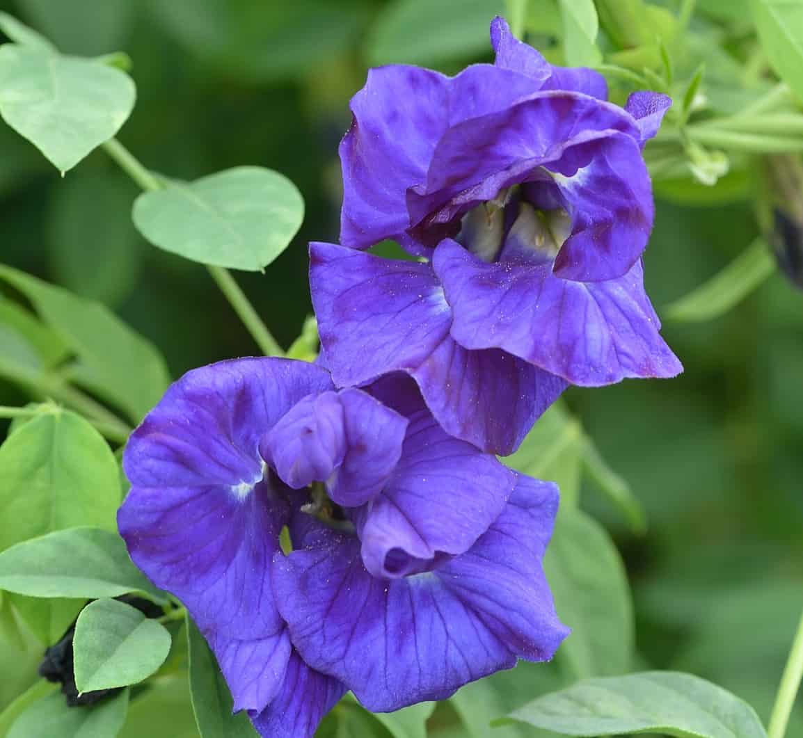 Sweet peas are fragrant cottage-style vining flowers.