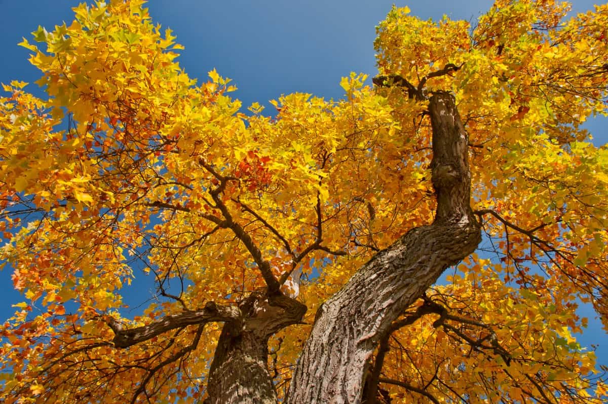 The tulip poplar is a strong, easy to grow tree with colorful autumn foliage.