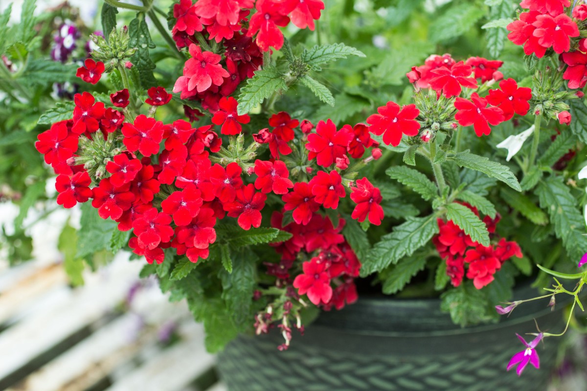 Verbena plants make the best container flowers.