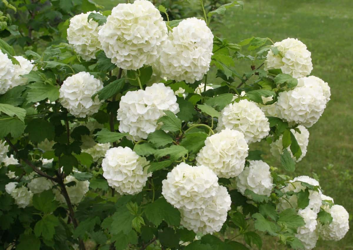 Viburnum has delightful flowers that brighten any space.