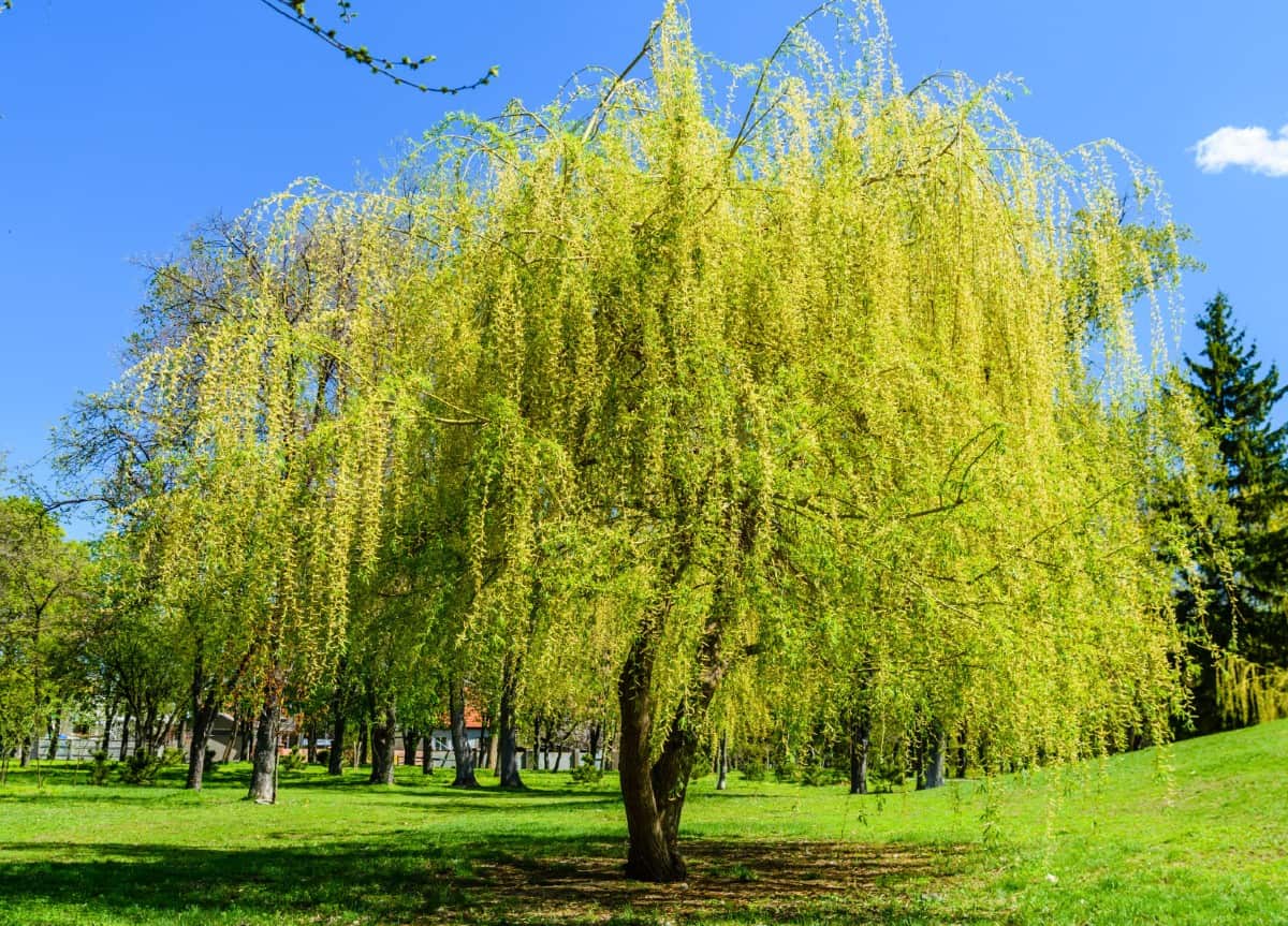The weeping willow is an attractive shade tree.