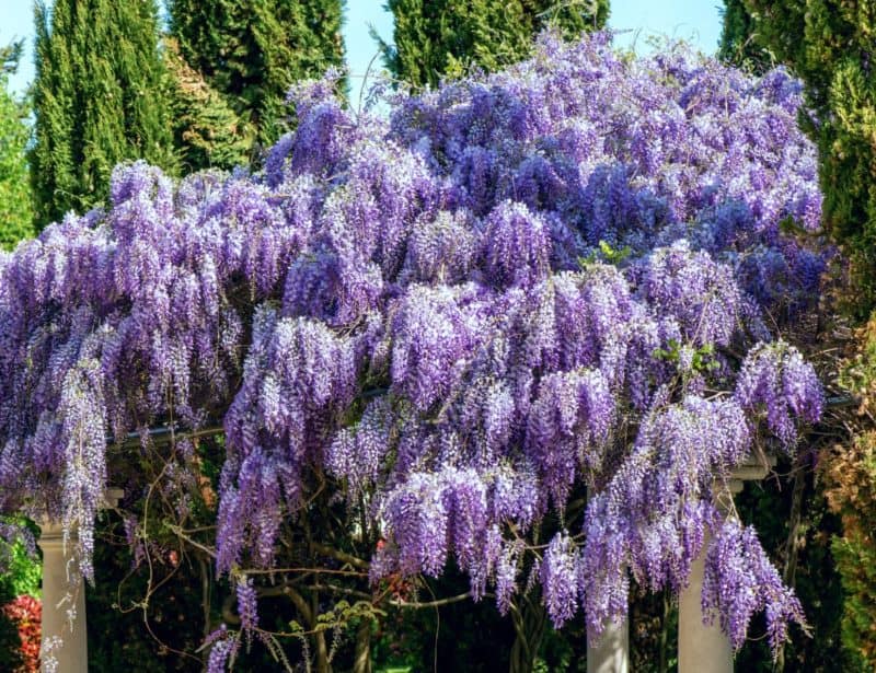 14 Easy to Grow Vine Plants with Colorful Blooms