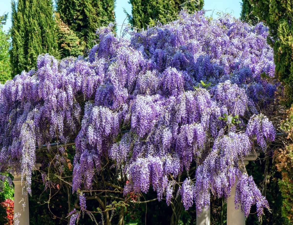 Wisteria grows as a woody vine that can take over if left unchecked.