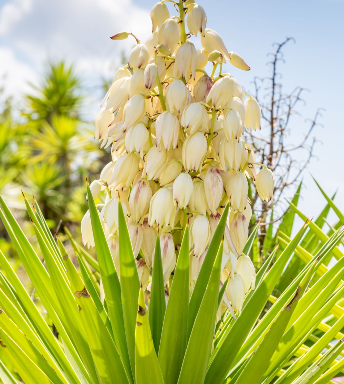 The yucca plant is an unusual drought-tolerant shrub that adds interest to any garden area.