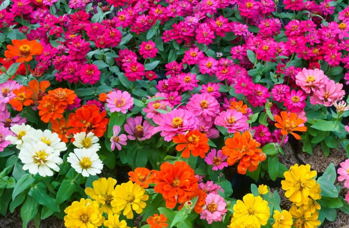 For a low maintenance flower, plant some zinnias.