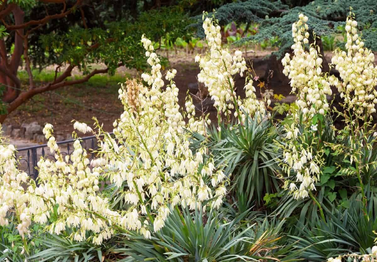 Adam's needle is an unusual low maintenance shrub with succulent leaves.