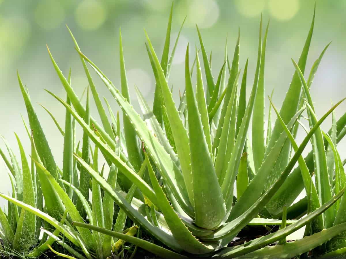 Aloe vera grows quicker than most other succulents.