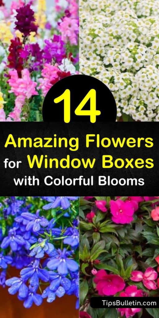 Discover how to create a beautiful window box planter to add visual appeal to your home. Plant begonias, verbena, lobelia, geranium, snapdragon, and coleus in flower boxes around your home for a colorful display of summertime blooms. #windowboxflowers #flowers #windowbox #containerflowers