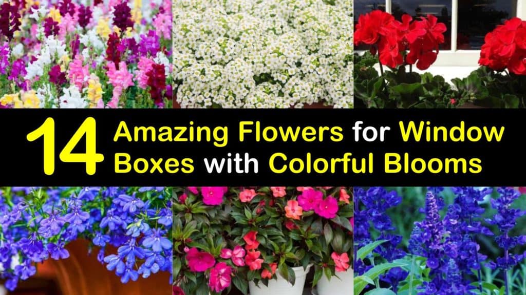 Amazing Flowers for Window Boxes