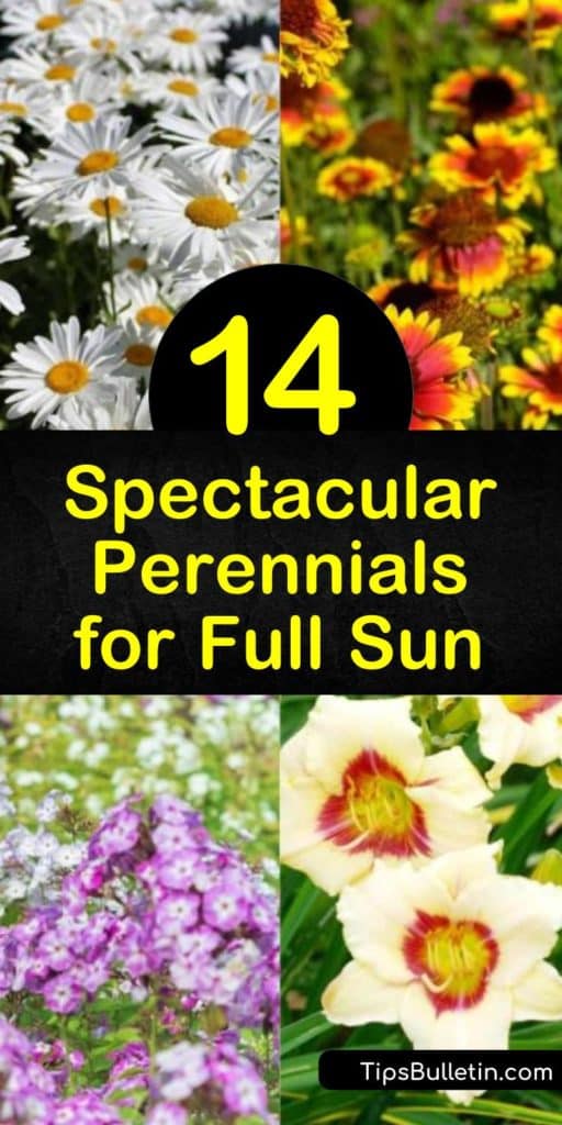 Learn how to create an amazing garden full of color by planting perennials that thrive in full sun. Use echinacea, peonies, salvia, and ground covers to provide continuous blooms from late spring to early summer. #fullsunperennials #sunlovingperennials #perennials #sun