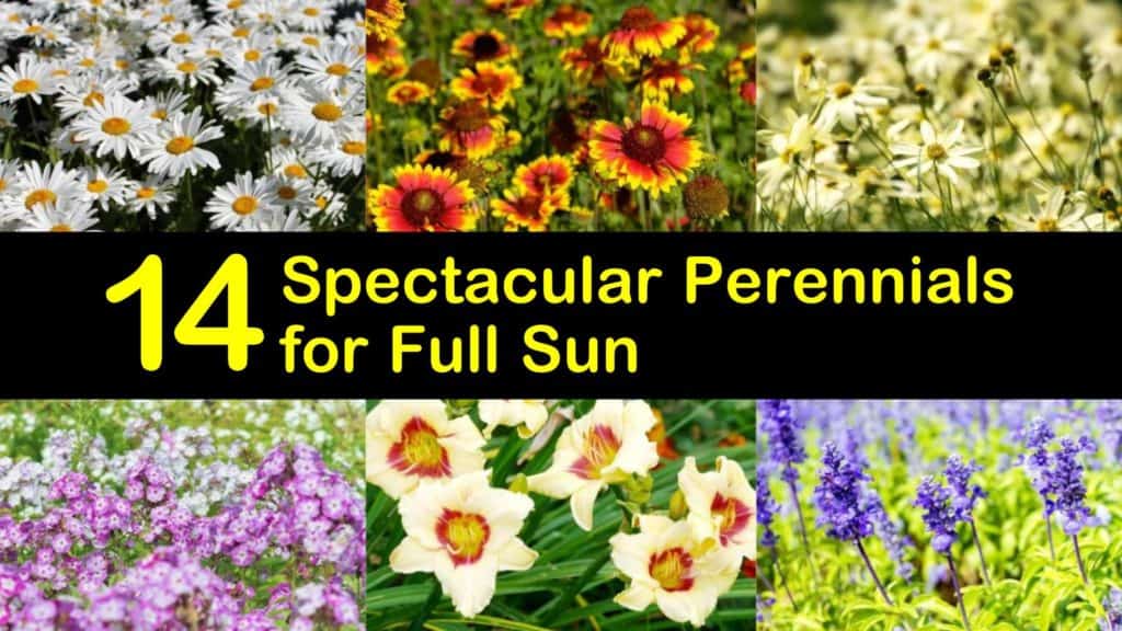 Amazing Perennials for Full Sun titleimg1