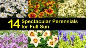 Amazing Perennials for Full Sun titleimg1