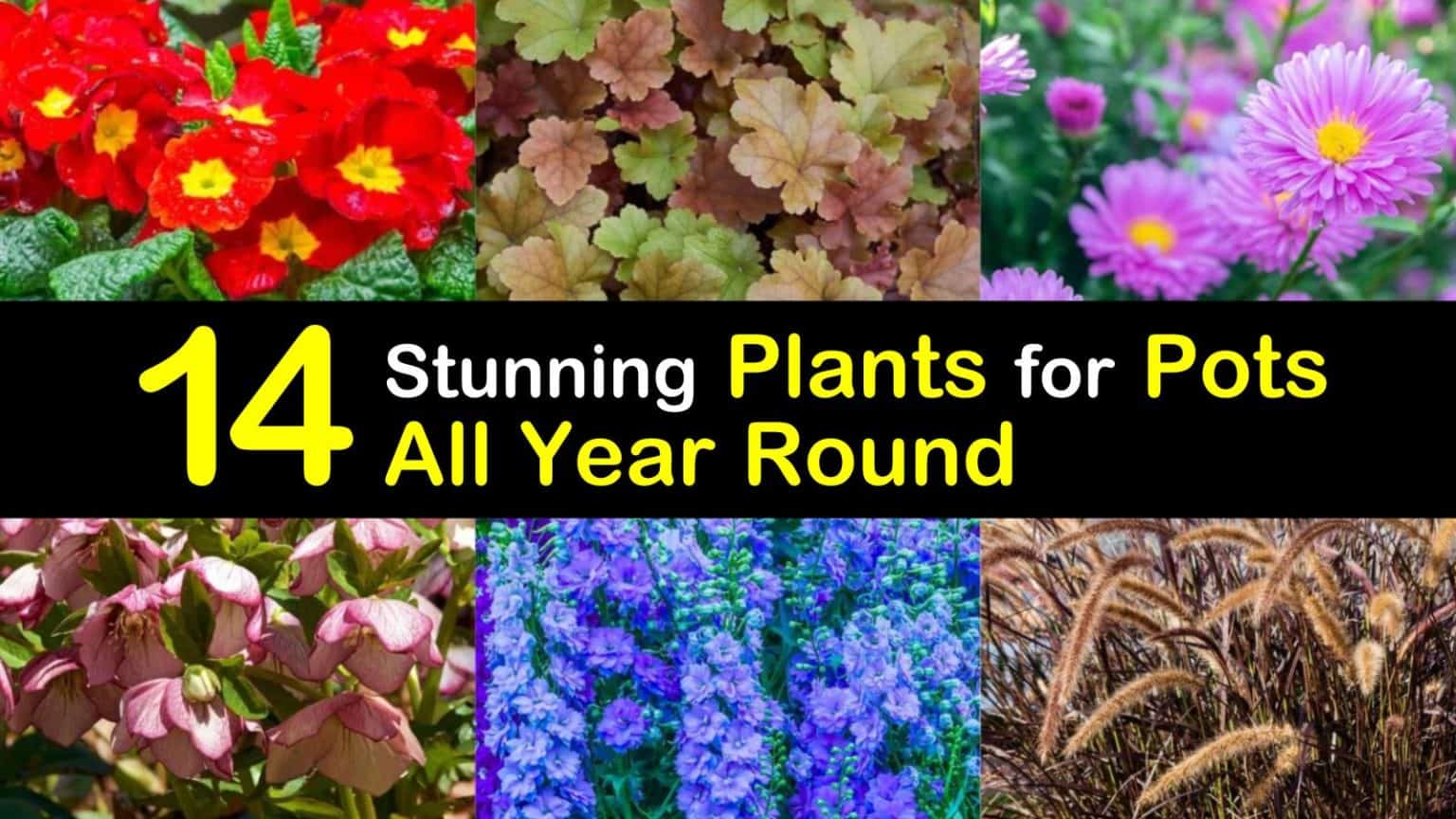 14 Stunning Plants for Pots All Year Round