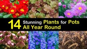 Amazing Plants for Pots All Year Round titleimg1