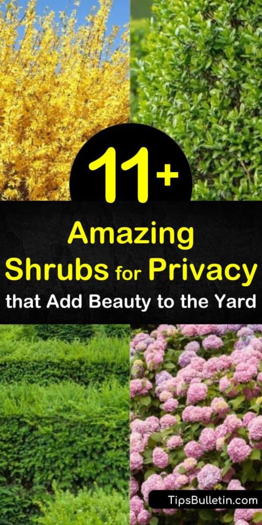 Learn how to make a privacy screen with fast-growing shrubs. Create a privacy hedge of evergreen shrubs, boxwood, hydrangea, and lilac and enjoy green foliage and colorful blooms of purple, pink, and white flowers. #shrubsforprivacy #plantingprivacyshrubs #fastgrowingprivacyshrubs