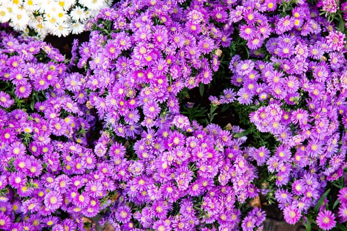 The American aster flower is a perennial that is a butterfly magnet.