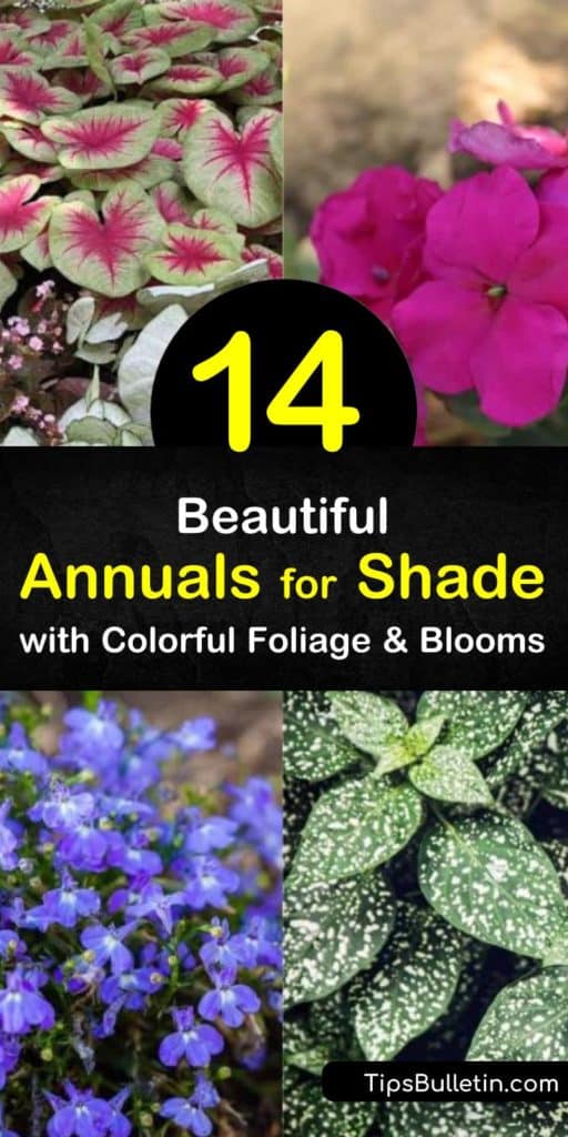 Discover how to fill a shady outdoor space with shade-loving annuals to bring beauty to the yard. Fill full shade or partial shade flowerbeds and hanging baskets with caladium, lobelia, fuchsia, and torenia and enjoy colorful plants all summer long. #shadeannuals #annualsforshade #shadegarden