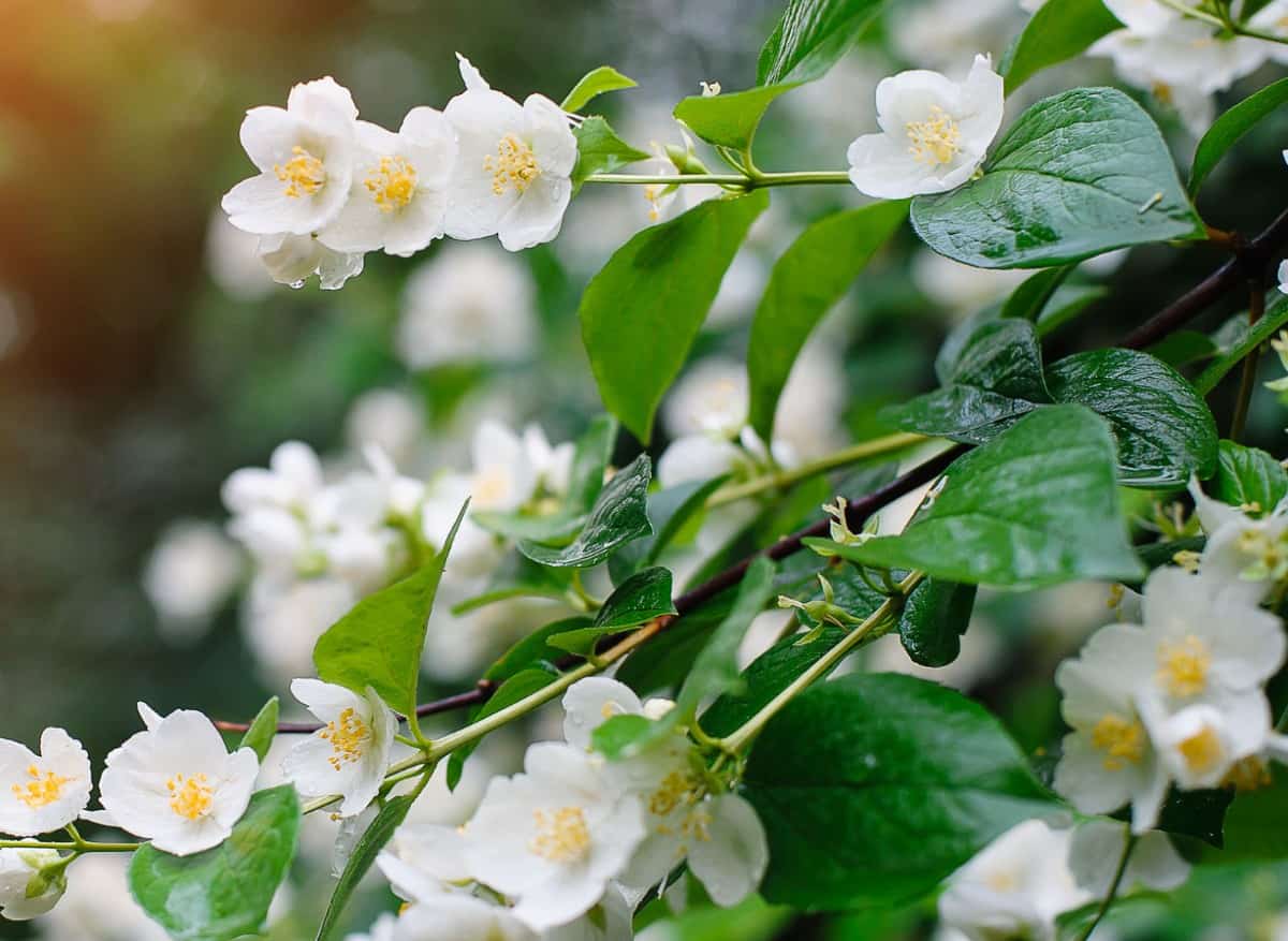 Asian jasmine is a fast grower, even in the shade.