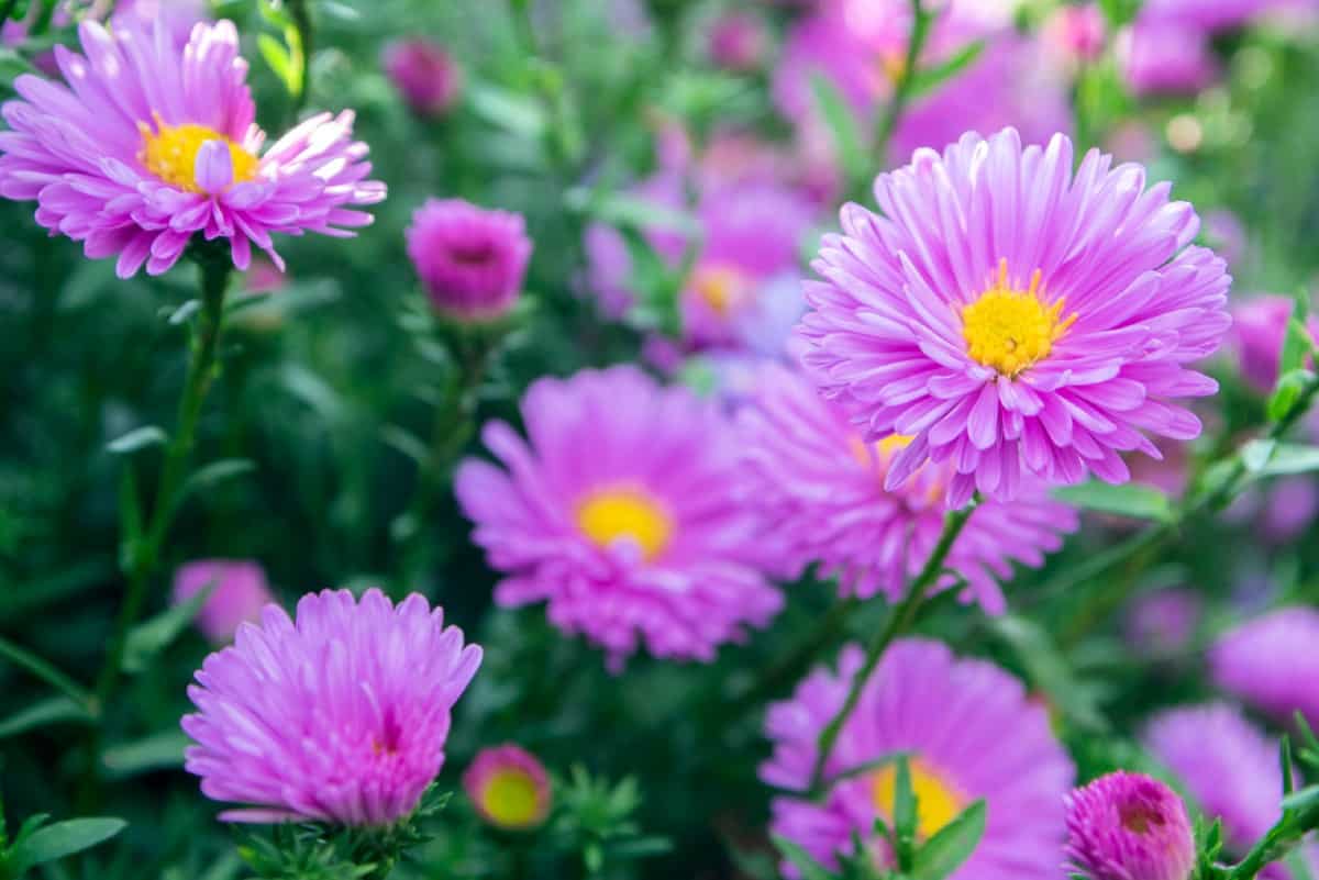 Asters are easy to grow and pollinators love them.