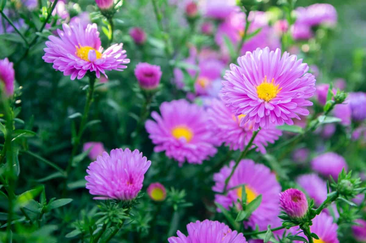 Asters have small feathery flowers.