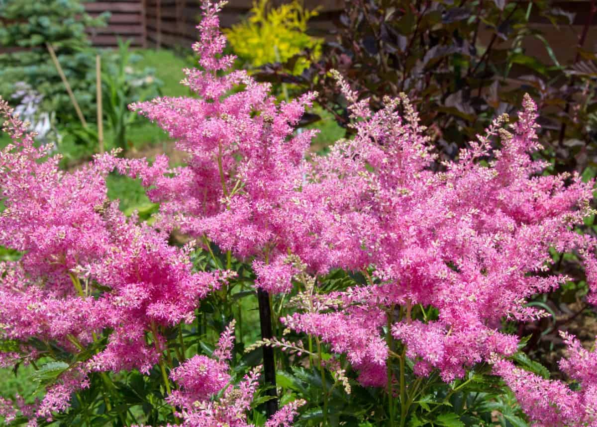 Astilbe has delicate, featherfy blooms that do well in shady areas.