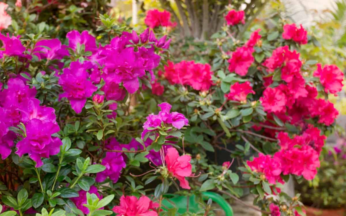 Azaleas require acidic soil and partial shade to thrive.