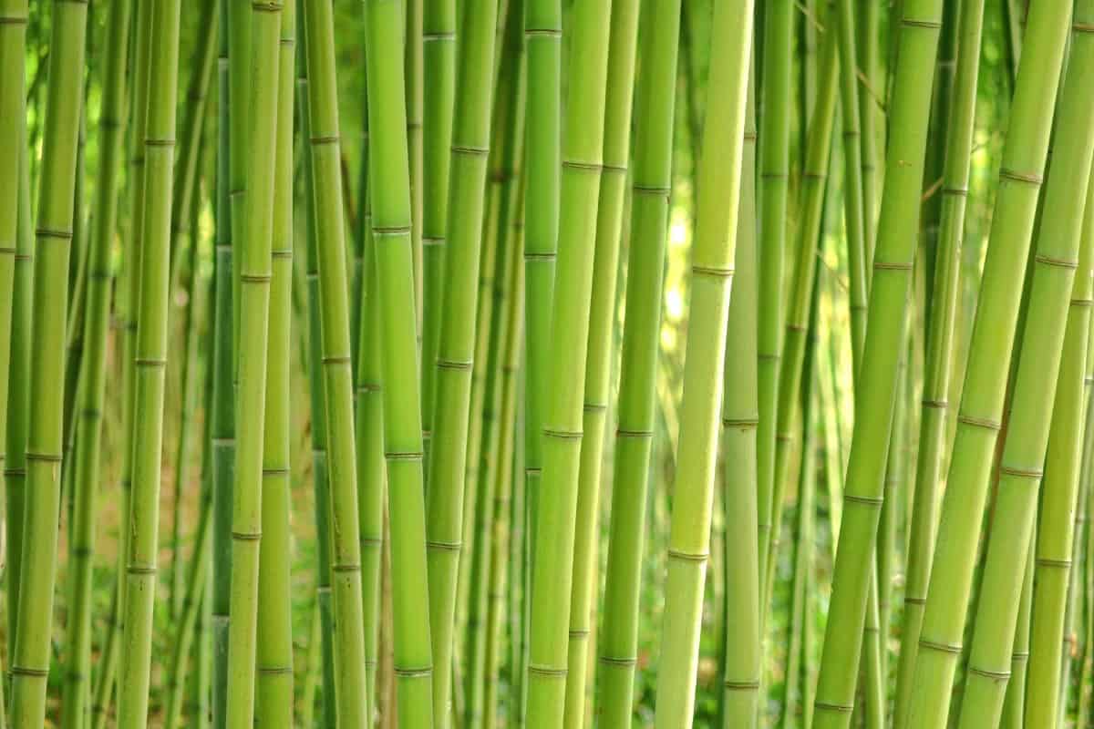 Bamboo is the fastest growing plant in the world.