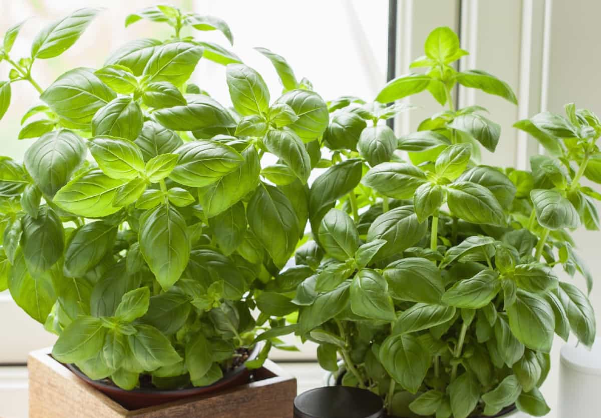Basil is an amazing herb for cooking and keeping mosquitoes and other insects away.