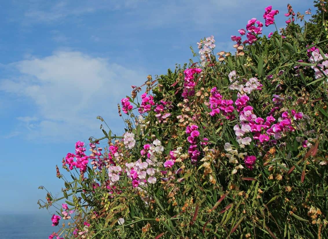 The beach pea has dainty flowers that attract pollinators.