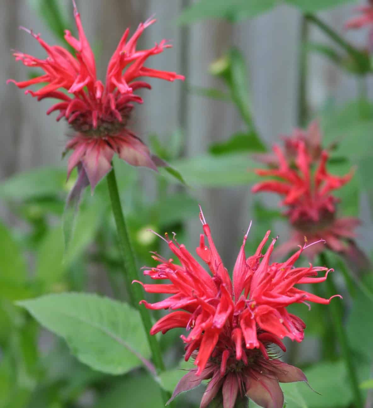 Bee balm is one of the best flowers for honey bees.