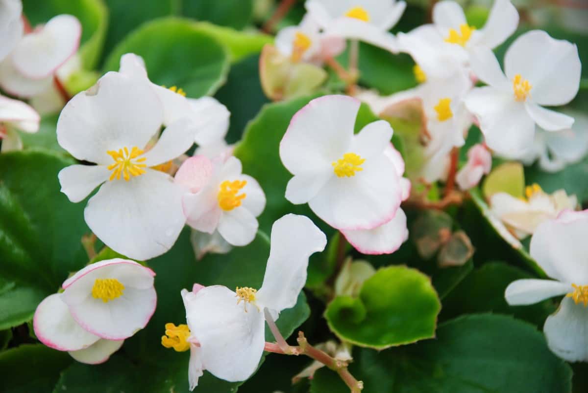 Begonias are long-blooming annuals that are a cheerful addition to any yard.