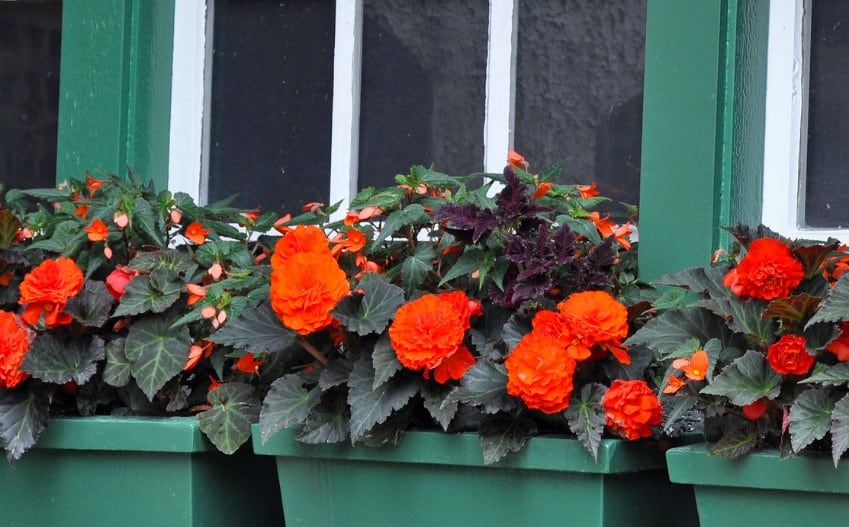 Begonias come in many sizes and colors.