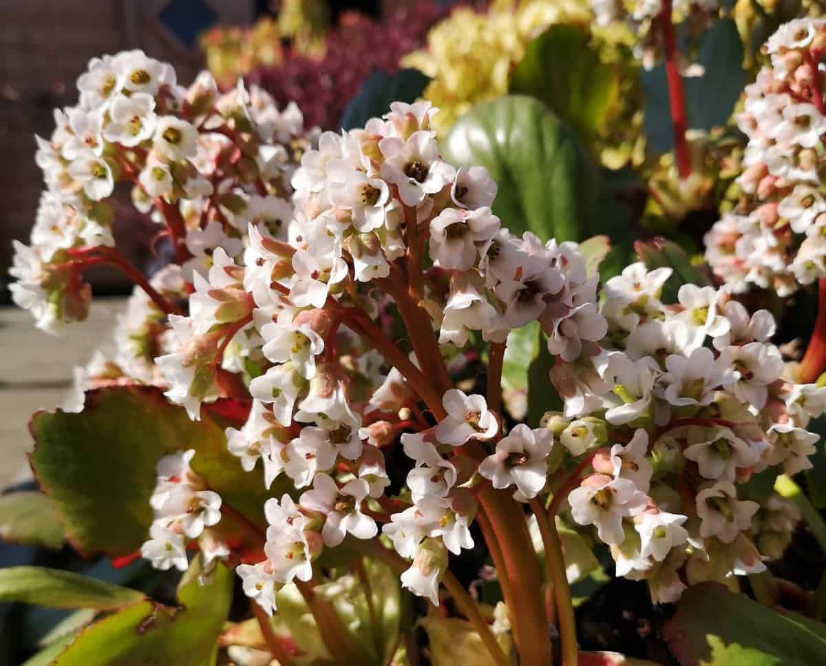 Bergenia can be enjoyed in pots year-round.