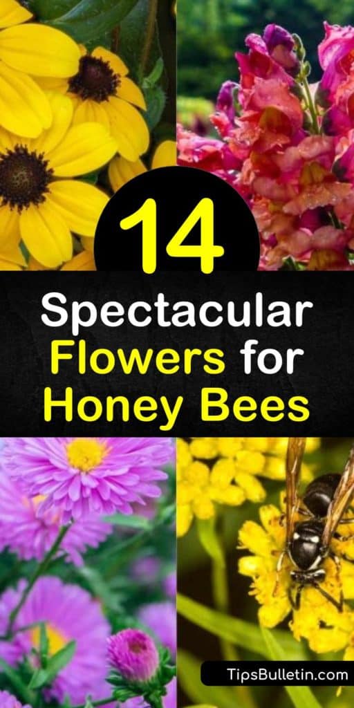 If you want to attract bees, learn how to create a bee garden or become a beekeeper. When creating a garden for bumblebees, honey bees, and other pollinators, use plants like bee balm, coneflower, sedum, and borage. #honeybees #flowersforbees #flowers #bees