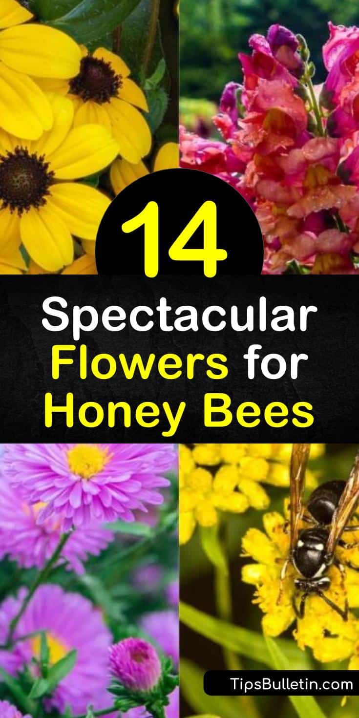 14 Spectacular Flowers for Honey Bees