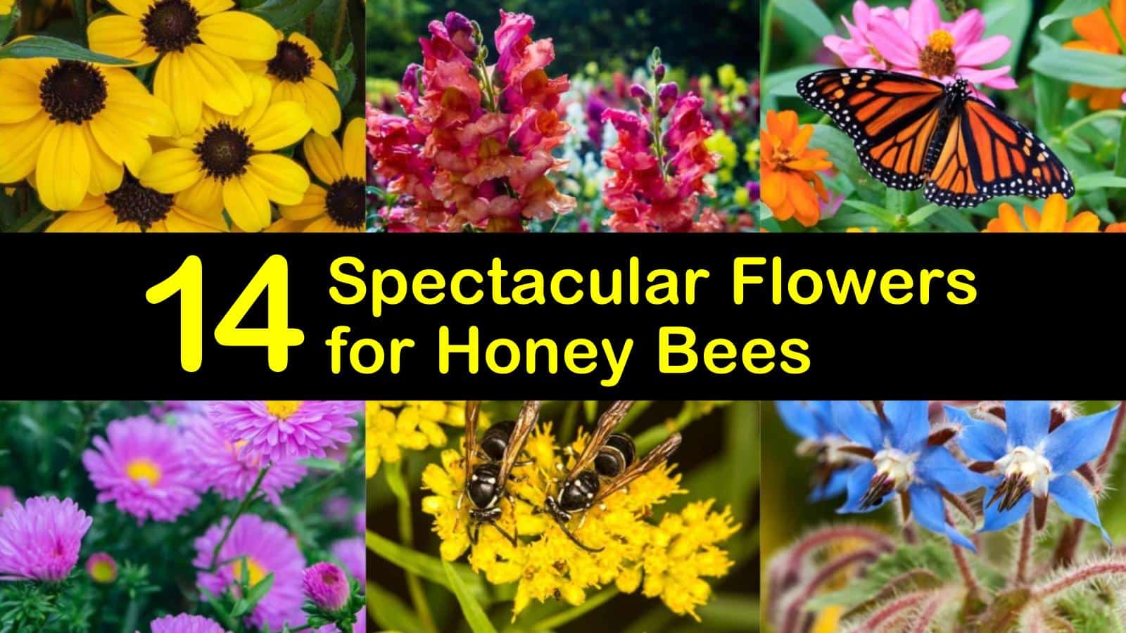 14 Spectacular Flowers For Honey Bees