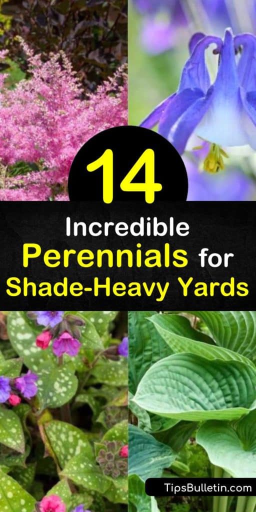 For the best shade perennials to provide a burst of color, consider the hardy Bleeding Heart. For full shade areas, the Hosta is an excellent choice and offers various shades of leaves, including a variegated option. #shadelovingperennials #shade #perennials #garden