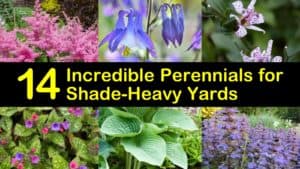 Best Perennials for Shade titleimg1