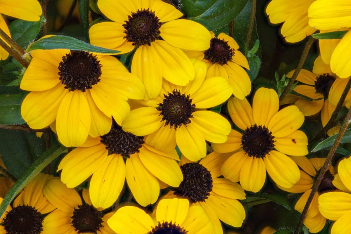 A bee-friendly flower, the black-eyed Susan is a favorite among gardeners.