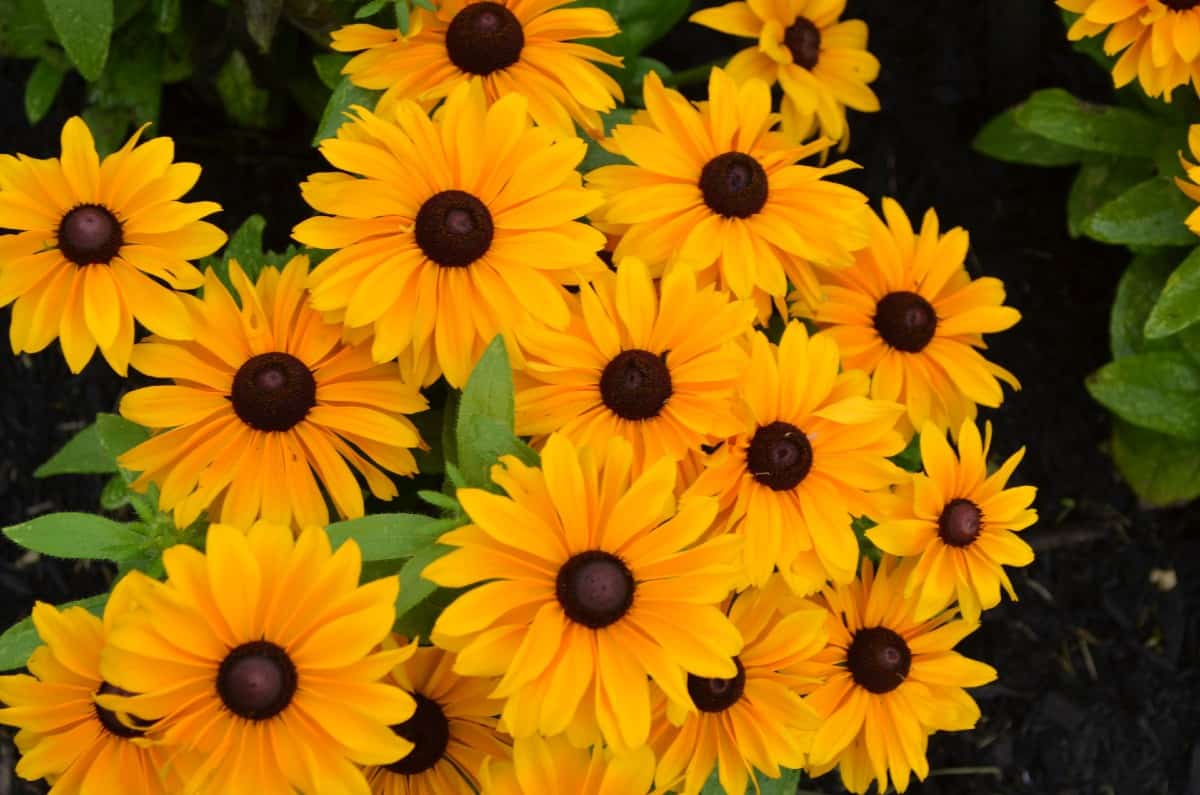 The black-eyed Susan is a perennial wildflower.