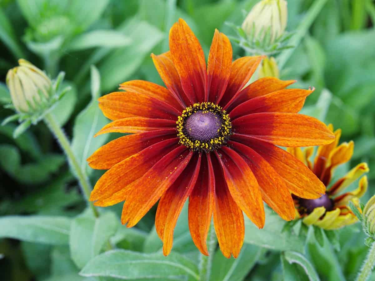 Add some color to your garden with the black-eyed Susan, a member of the sunflower family.