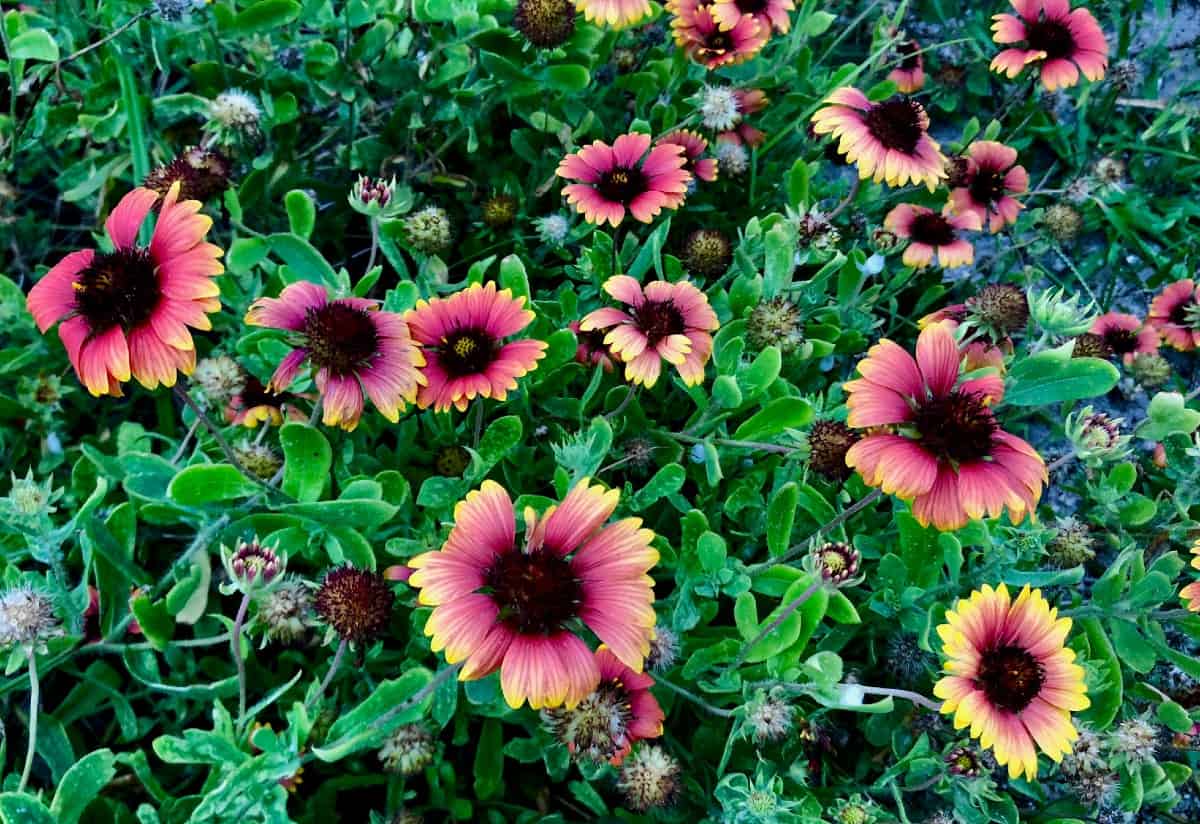 The colorful blanket flower has an extended blooming time.