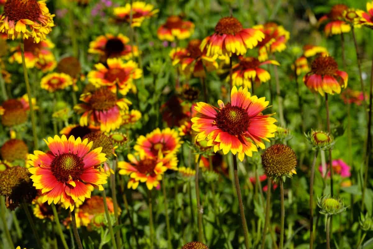 Blanket flowers require little care to thrive.