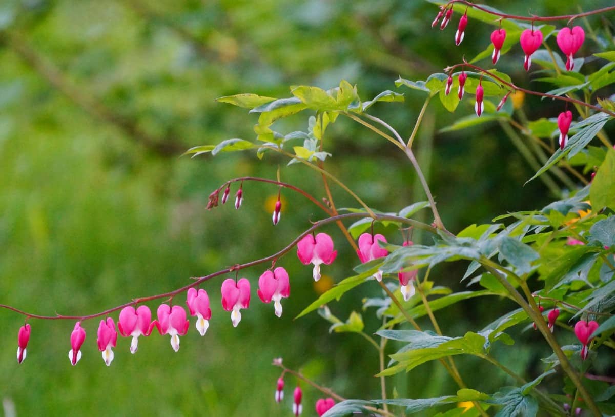 Bleeding heart is one of the best perennials for shade.