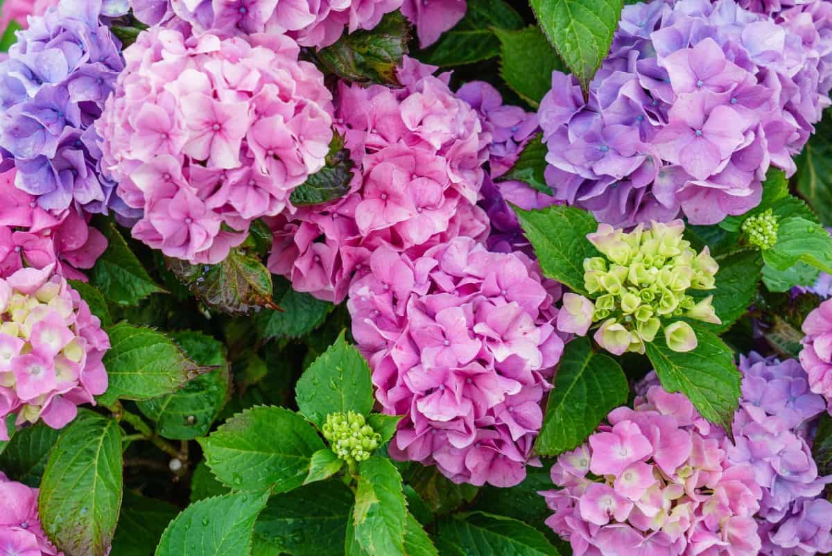 The blue hydrangea has bright full blooms that are popular in yards across America.