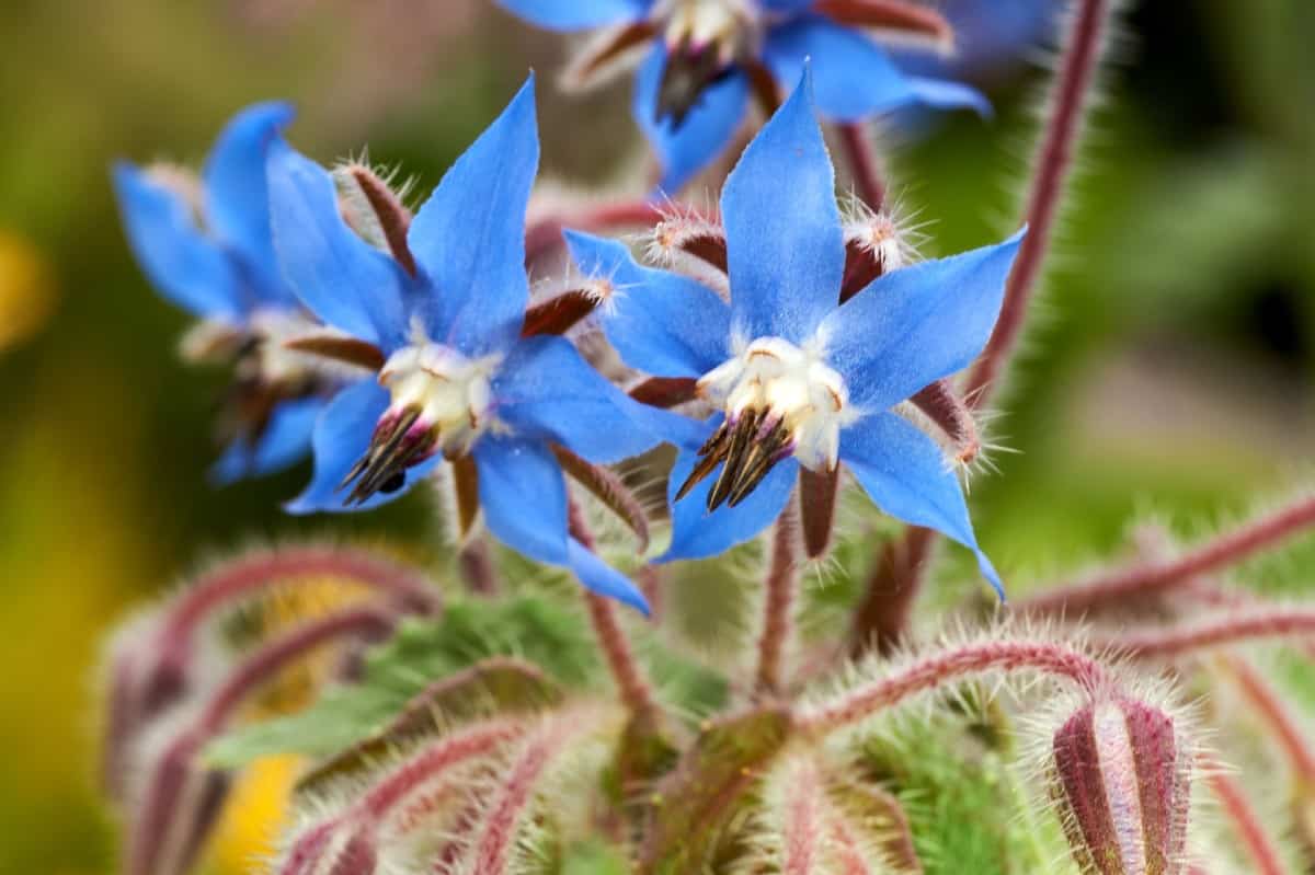 Borage is also known as bugloss or bee bread.